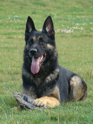 Romko
